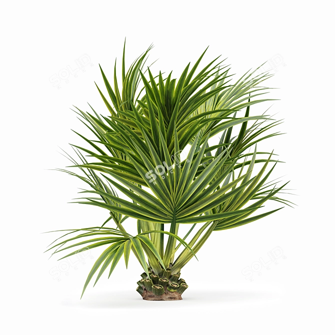 Sabal Palmetto: Versatile Cabbage Palm 3D model image 4