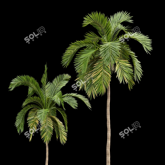 Tropical Majesty: Queen Palm Set 3D model image 3