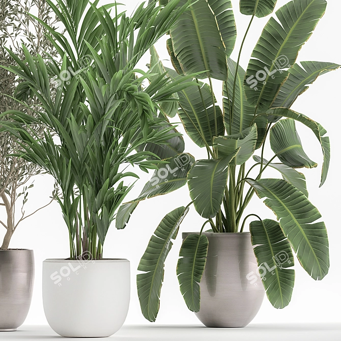 Exotic Plant Collection in White Pot 3D model image 3