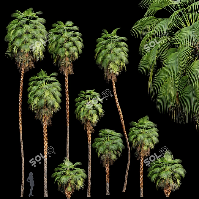 Mexican Fan Palm Bundle: 9 Elegant Trees 3D model image 1