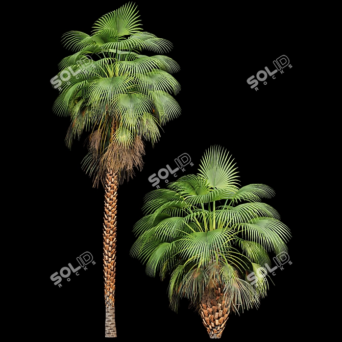 Mexican Fan Palm Bundle: 9 Elegant Trees 3D model image 2