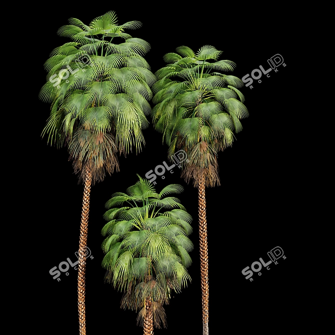 Mexican Fan Palm Bundle: 9 Elegant Trees 3D model image 4