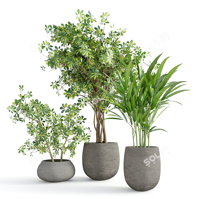 Tropical Indoor Plant Set 3D model image 1