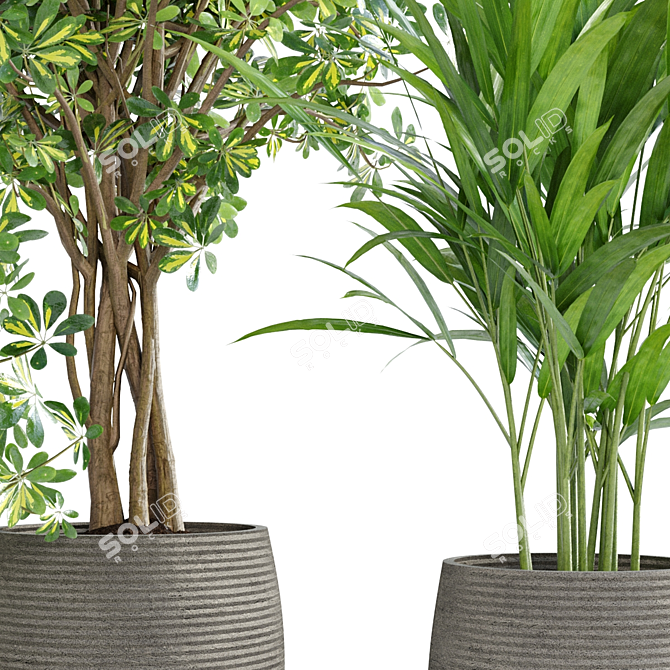 Tropical Indoor Plant Set 3D model image 4