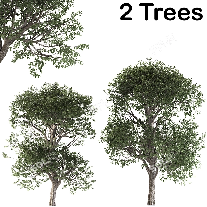 Cherry Delights: 2 Lush Trees 3D model image 1