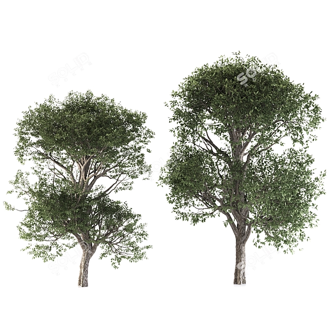 Cherry Delights: 2 Lush Trees 3D model image 4