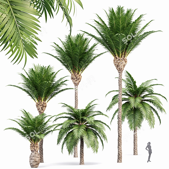 Canary Island Date Palm Phoenix Canariensis 6 Trees 3D model image 1