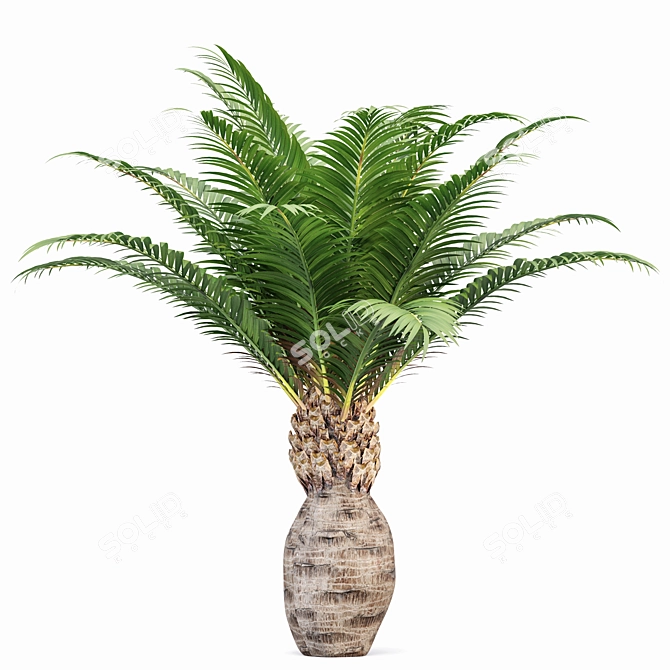 Canary Island Date Palm Phoenix Canariensis 6 Trees 3D model image 2