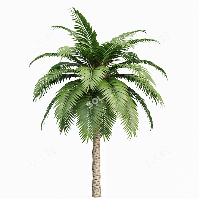 Canary Island Date Palm Phoenix Canariensis 6 Trees 3D model image 3
