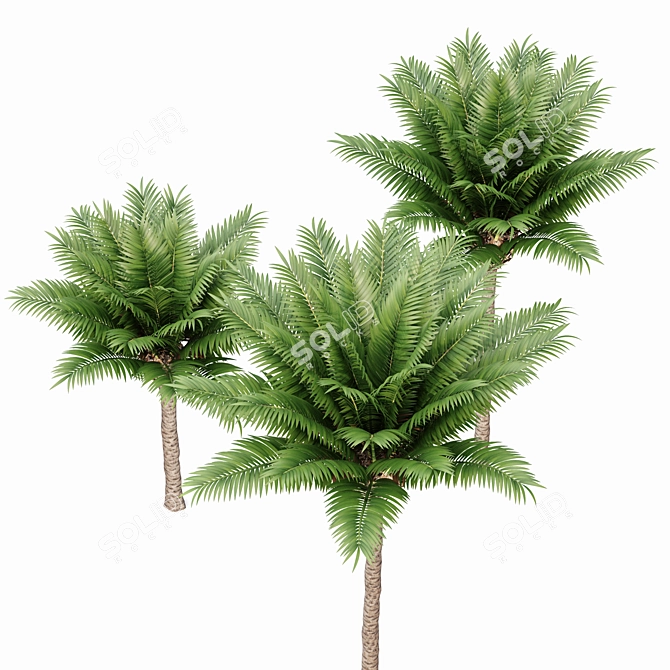Canary Island Date Palm Phoenix Canariensis 6 Trees 3D model image 4