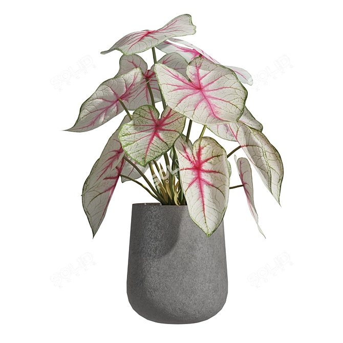 Caladium Fiesta 01: Vibrant 2013 Edition 3D model image 4