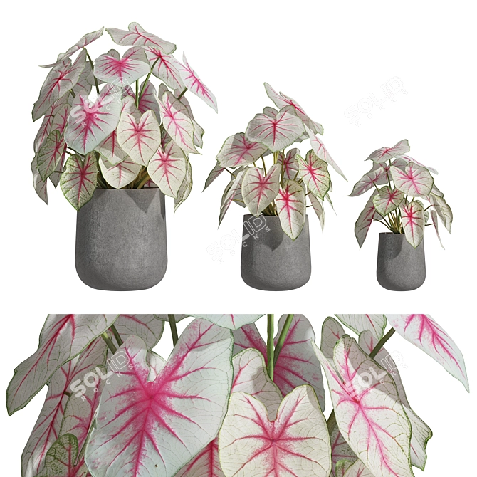 Caladium Fiesta 01: Vibrant 2013 Edition 3D model image 8