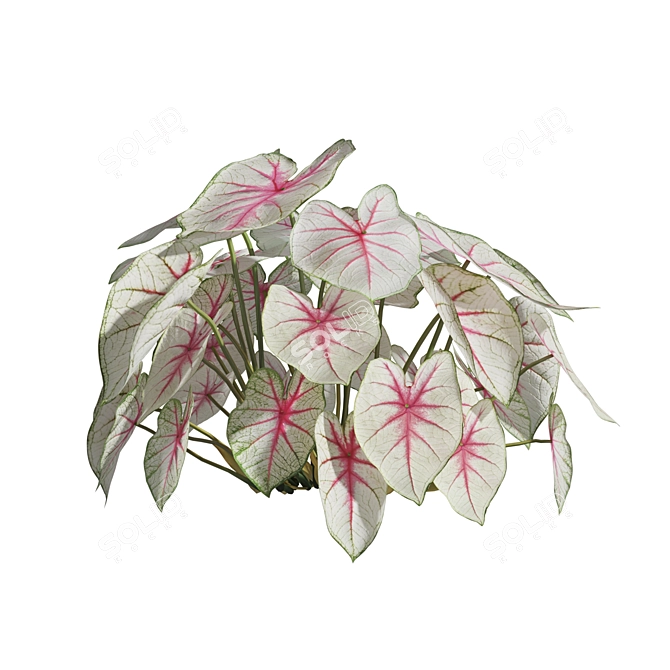 Caladium Fiesta Tropical Foliage Plant 3D model image 3