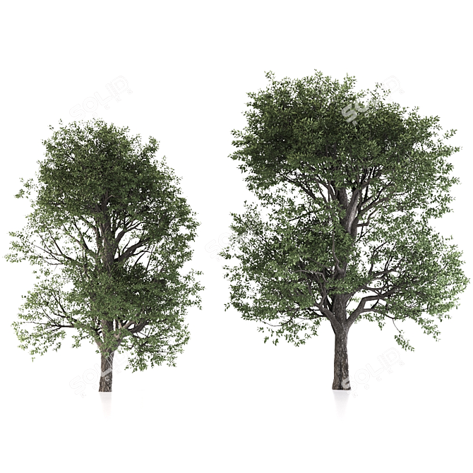 Sweet Cherry Trees (2 Pack) 3D model image 4