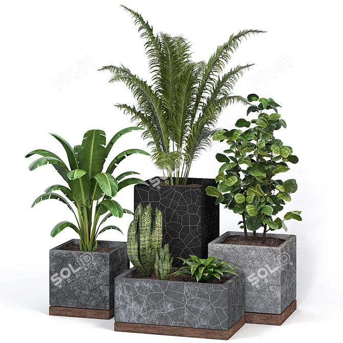 Modern Indoor Plants Collection 3D model image 2