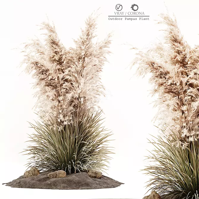 Pampas Grass: 3D Outdoor Beauty 3D model image 1