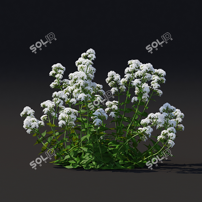 Valerian Red Flowers | Centranthus Ruber Albus 3D model image 4