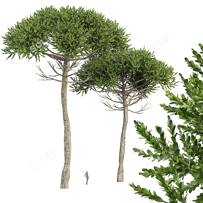 Monkey Puzzle 2 Trees Araucaria Araucana: Stunning 3D Model 3D model image 1