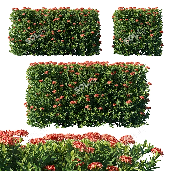 Flame Of The Woods Ixora: Exquisite Floral Accent 3D model image 1