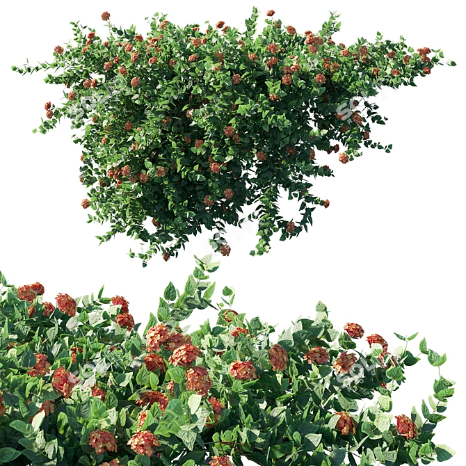 Luscious Lantana: Luxurious Floral Beauty 3D model image 3