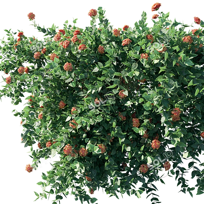Luscious Lantana: Luxurious Floral Beauty 3D model image 1