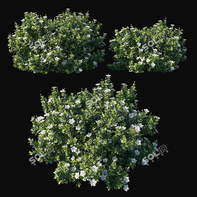 Glorious Gardenia Augusta 04 3D model image 1