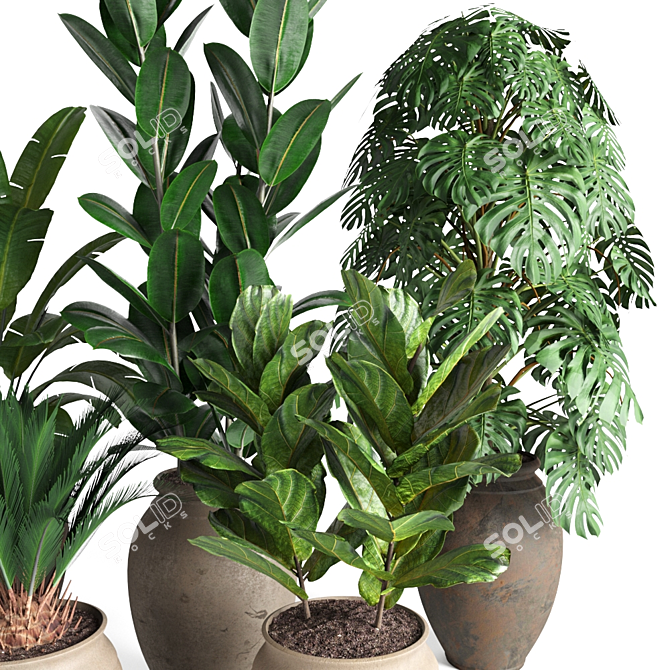 Tropical Plant Collection 3D model image 2