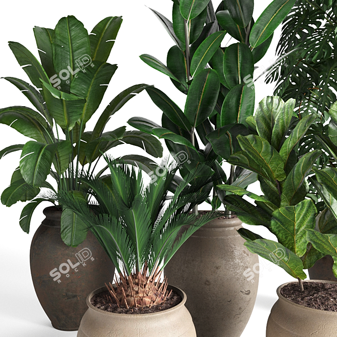 Tropical Plant Collection 3D model image 3