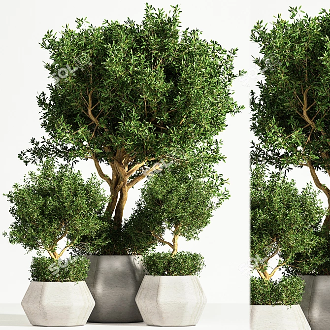 Indoor Tree: Potted Greenery for Any Space 3D model image 1