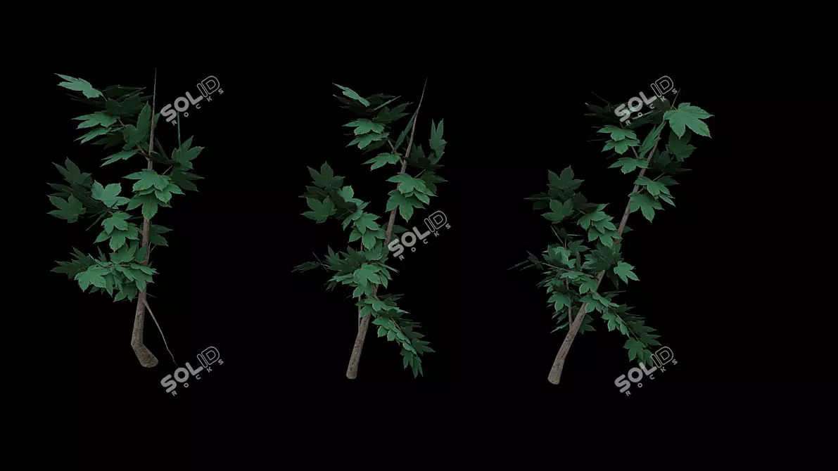 Exotic Pot Plant: Vibrant and Versatile 3D model image 4