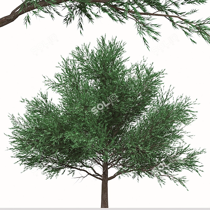 Duo Melaleuca Bracteata Trees 3D model image 4