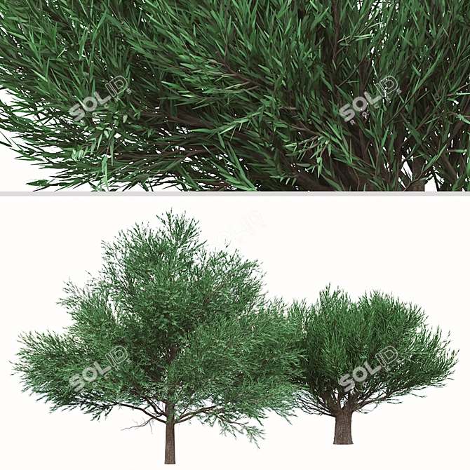 Duo Melaleuca Bracteata Trees 3D model image 5