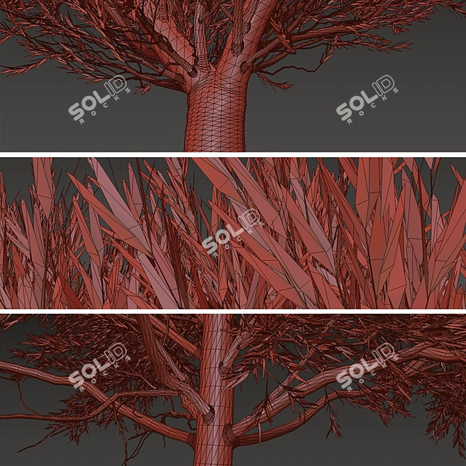 Duo Melaleuca Bracteata Trees 3D model image 6