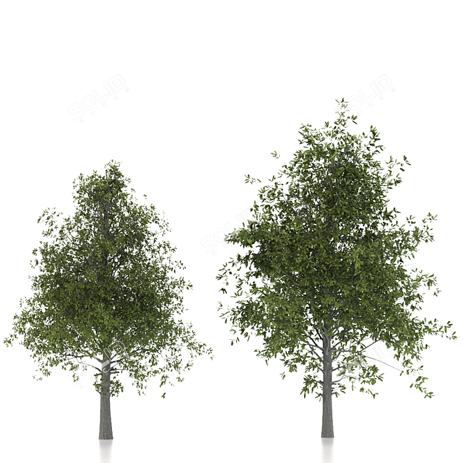 Twin Almond Trees - Abundant Harvest! 3D model image 4