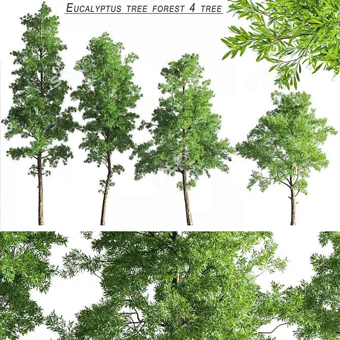 Eucalyptus Forest Tree Pack 3D model image 1