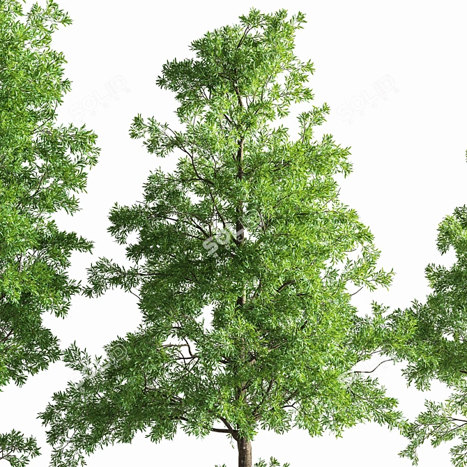 Eucalyptus Forest Tree Pack 3D model image 3