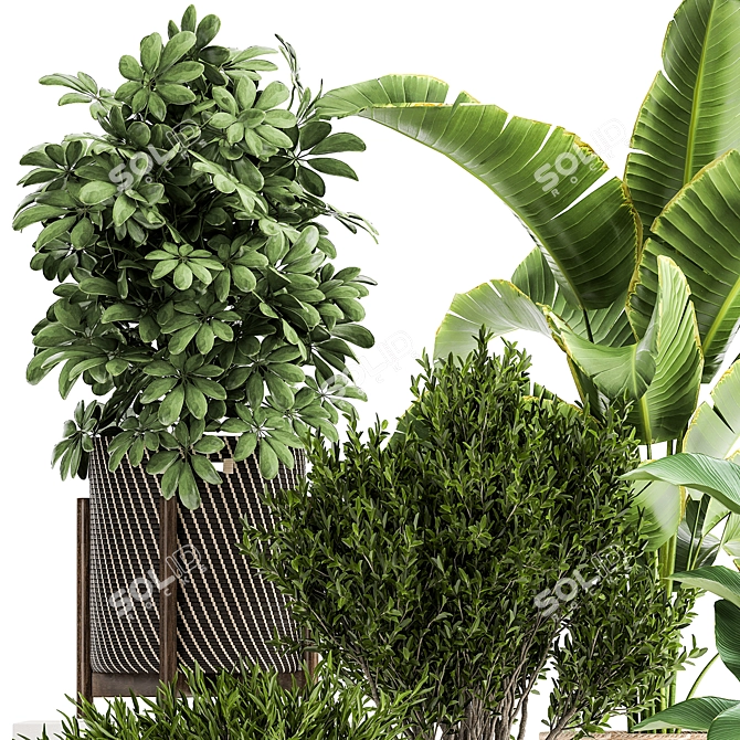 Tropical Plant Collection: Exotic & Decorative Trees and Flowers 3D model image 3