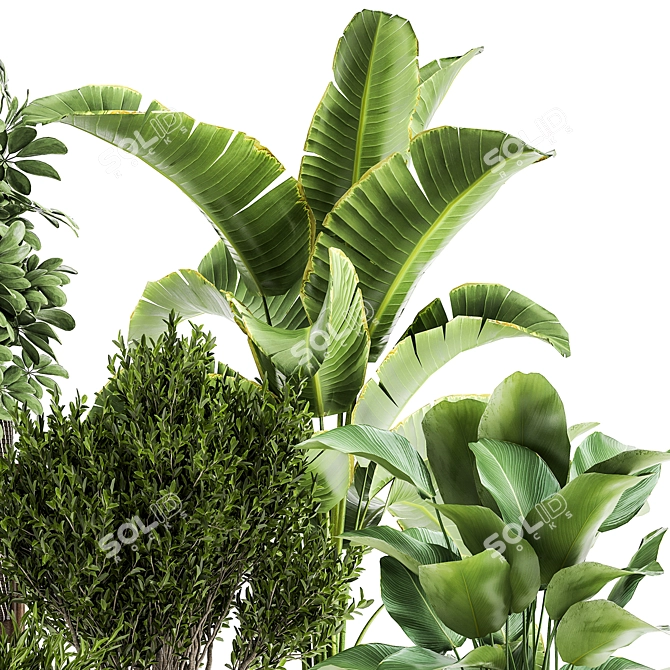 Tropical Plant Collection: Exotic & Decorative Trees and Flowers 3D model image 5