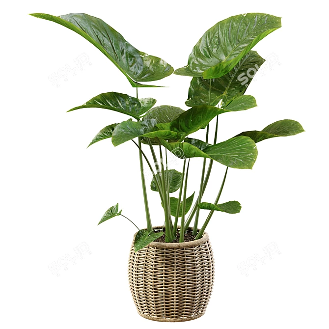 Tropical Leafy Beauty: Elephant Ear Caladium 3D model image 1