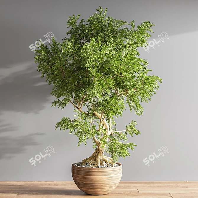 Elegant Bonsai Plant - High Quality 3D model image 3