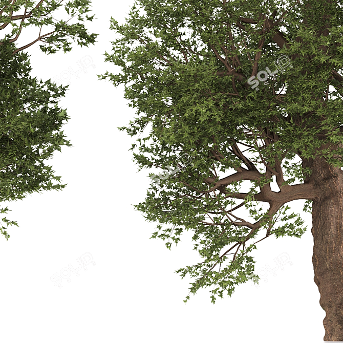 Trident Maple Tree: Eastern Beauty 3D model image 8