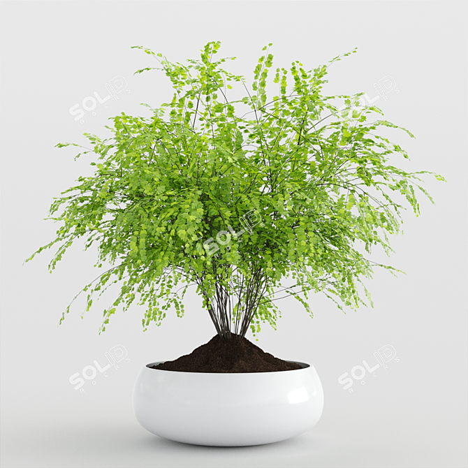 Modern Indoor Plants Set 3D model image 2