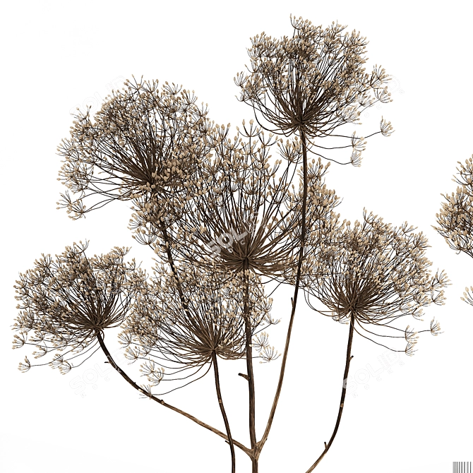 Elegant Dried Flower Bouquet 3D model image 2