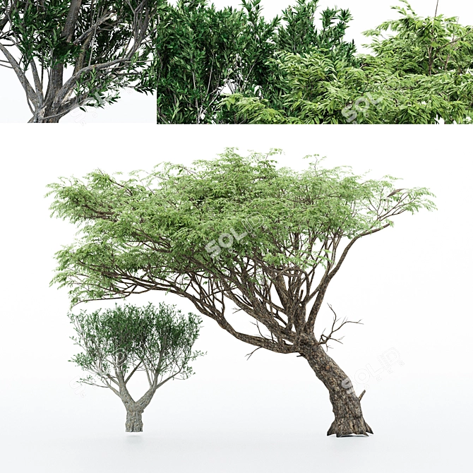 Exotic Acacia & African Olive Tree 3D model image 1