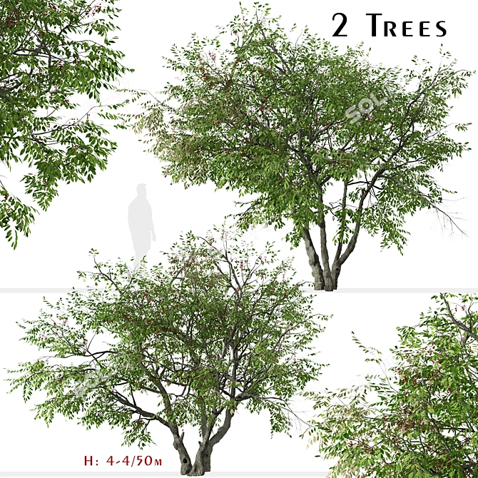 Prunus Serotina Black Cherry Duo: 2 Trees 3D model image 1