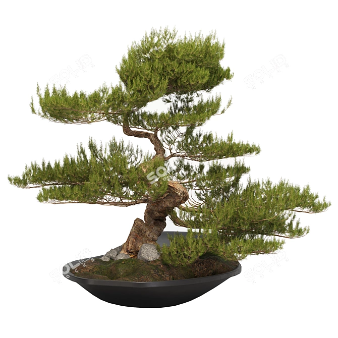 118CM BONSAI06: Authentic Zen Tree 3D model image 2