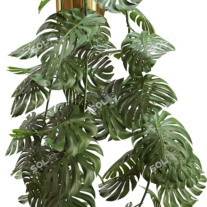 Swiss Cheese Plant Assortment: Fresh & Dried 3D model image 4