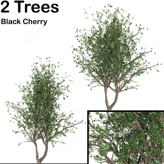 Black Cherry Duo: 2 Trees 3D model image 1