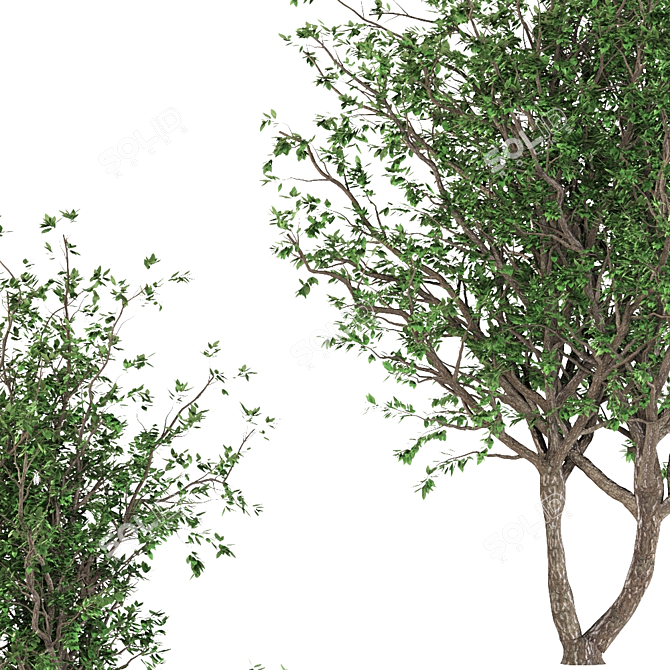 Black Cherry Duo: 2 Trees 3D model image 2