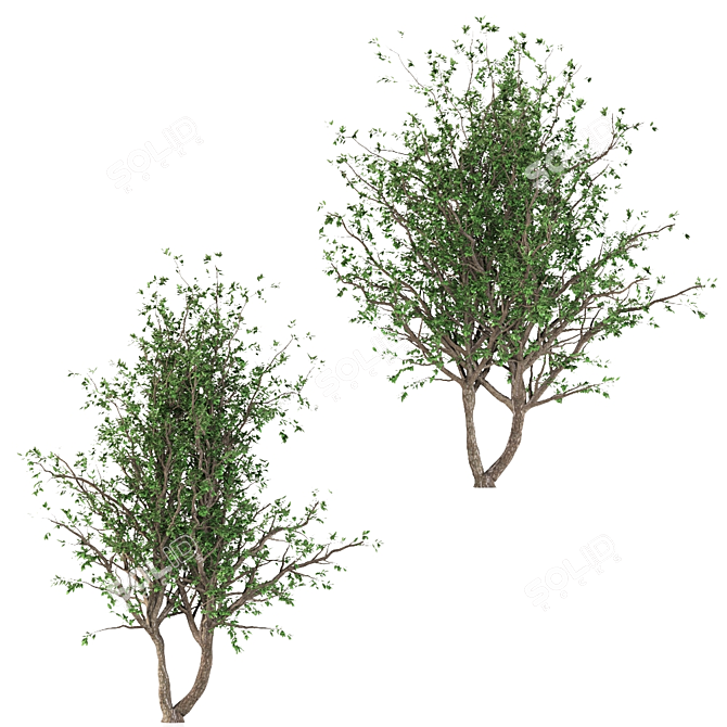 Black Cherry Duo: 2 Trees 3D model image 4